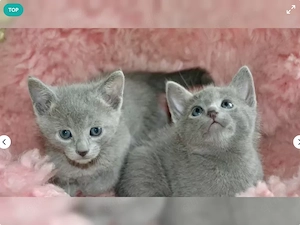 Wunderschöne Russisch Blau Kitten suchen liebevolles Zuhause