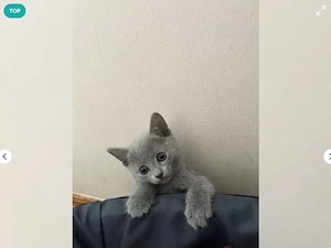 Wunderschöne Russisch Blau Kitten suchen liebevolles Zuhause