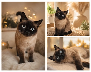 Charmater BKH Pointerkater (Deckkater)sucht Kuschelplatz