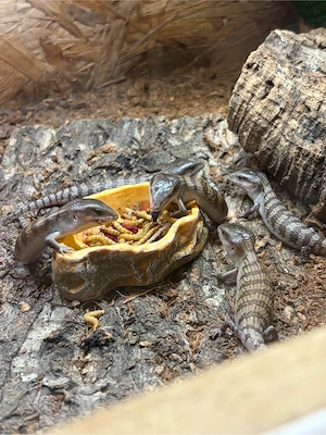 Teliqua Scincoides Chimaera Blauzungenskink