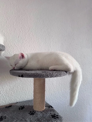 Wunderschöner BKH Kater 