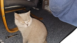 Katzen Dame, 5 Jahre alt, hatte gesunde gute Kitten, nichts kastriert 