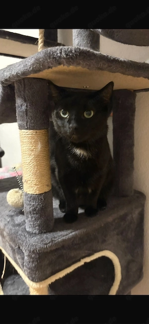 haus katze