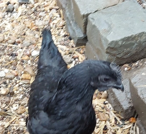 Hühner Ayam Cemani