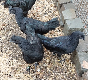 Hühner Ayam Cemani