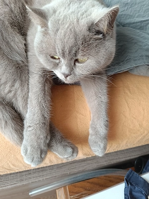 Katzen Dame, 5 Jahre alt, hatte gesunde gute Kitten, nichts kastriert 