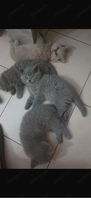 Bkh Kitten Bild 2