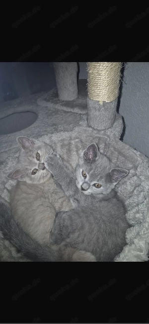 Bkh Kitten Bild 3