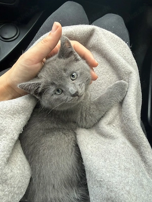Eine Mädchen Abgabenbereit! Katze 