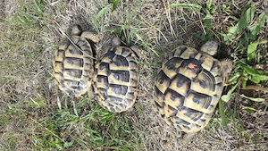 Verkaufe 3er Gruppe Griechische Landschildkröten 2019, 2020 THB Bild 4