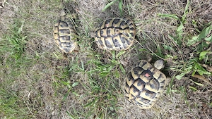 Verkaufe 3er Gruppe Griechische Landschildkröten 2019, 2020 THB Bild 3