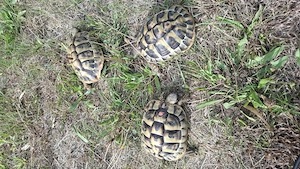 Verkaufe 3er Gruppe Griechische Landschildkröten 2019, 2020 THB Bild 2