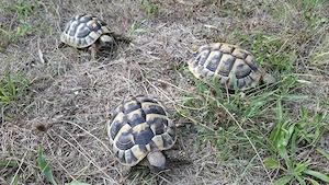 Verkaufe 3er Gruppe Griechische Landschildkröten 2019, 2020 THB