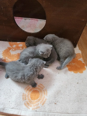 Britisch Kurzhaar Kitten BKH 