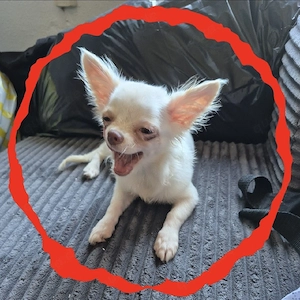 süßes Hunde Mädchen 