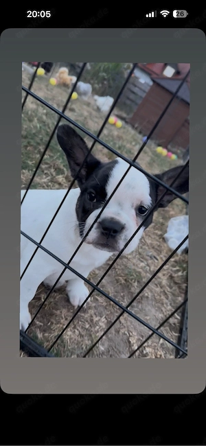 Australian Cattle Dog x Französische Bulldogge Hündin Welpe 