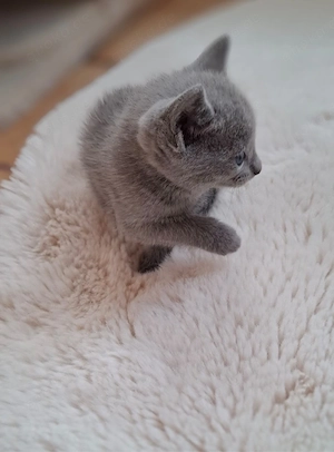 Reinrassige Russisch Blau Kitten mit Stammbaum liebevolle Familienaufzucht Bild 3
