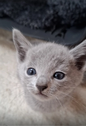 Reinrassige Russisch Blau Kitten mit Stammbaum liebevolle Familienaufzucht