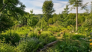 SUCHE Wiese   Streuobst-Grundstück   Acker, Nürtingen und Umgebung