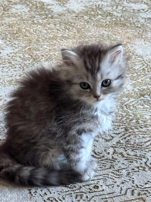 Perser Mix-Kitten