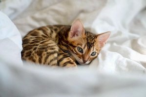 Bengalkatzenfamilie