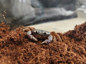 Halloween Landkrabbe Gercarcinus ruricola 0.1. weiblich