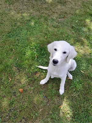 reinrassiger golden Retriver 