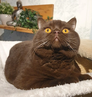 BKH Deckkater chocolate Bg. A b1, cinnamon-Träger, Erbkrankheiten genetisch N N, FIV FelV negativ Bild 3