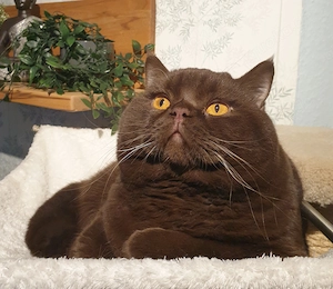 BKH Deckkater chocolate Bg. A b1, cinnamon-Träger, Erbkrankheiten genetisch N N, FIV FelV negativ Bild 2