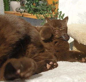 BKH Deckkater chocolate Bg. A b1, cinnamon-Träger, Erbkrankheiten genetisch N N, FIV FelV negativ Bild 4