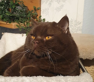 BKH Deckkater chocolate Bg. A b1, cinnamon-Träger, Erbkrankheiten genetisch N N, FIV FelV negativ Bild 5