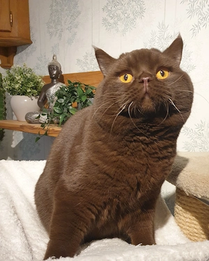 BKH Deckkater chocolate Bg. A b1, cinnamon-Träger, Erbkrankheiten genetisch N N, FIV FelV negativ Bild 6