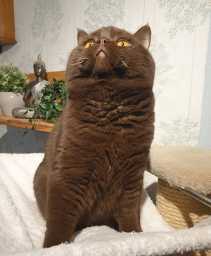 BKH Deckkater chocolate Bg. A b1, cinnamon-Träger, Erbkrankheiten genetisch N N, FIV FelV negativ Bild 7