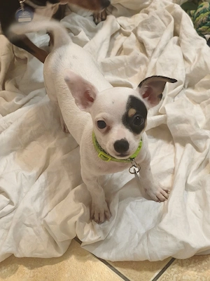verkauf chihuahua zwergpinscher Mischling 