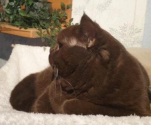 BKH Deckkater chocolate Bg. A b1, cinnamon-Träger, Erbkrankheiten genetisch N N, FIV FelV negativ Bild 8