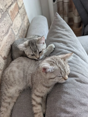    Zwei bezaubernde BKH-Katzen suchen ein liebevolles Zuhause   