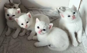 Reinrassige BKH kitten Ab sofort Abzugeben