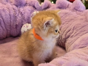 Reinrassige BKH kitten Ab sofort Abzugeben