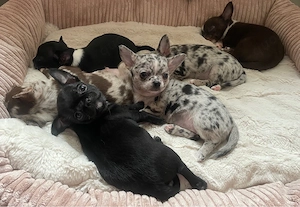 Kleine Pfoten grosses Glück  Reinrassige Chihuahua Welpen