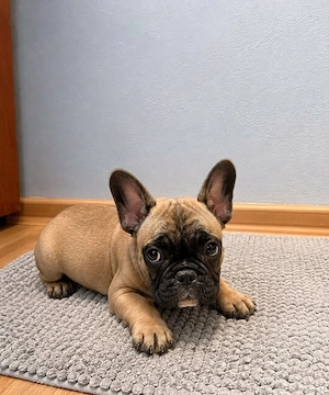 Französische Bulldogge   2 Mädchen & 1 Rüde