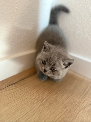 Britisch Kurzhaar Kitten 