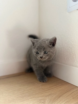 Britisch Kurzhaar Kitten