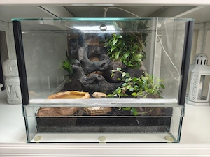 Terrarium Glas Falltür Rückwand Pflanzen Zubehör eingerichtet