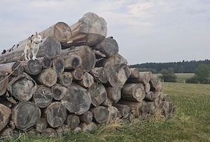 Junghund sucht neues Zuhause 