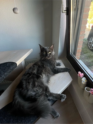 Maine Coon Deckkater Balou 