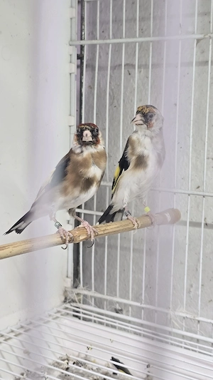 stieglitz paar 