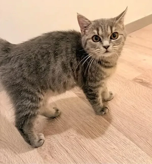 Hauskatze 