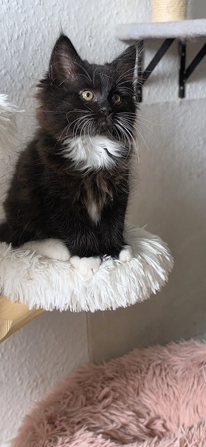 Süße Maine Coon kitten 
