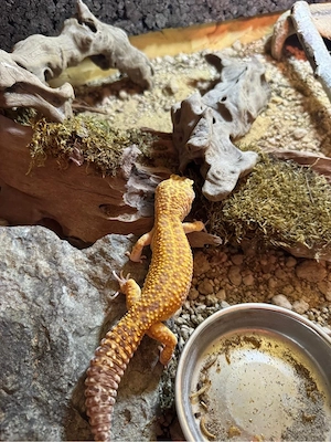Verkaufe Leopardgeckos 