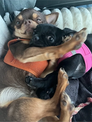 chihuahua welpen suchen zuhause 1 noch frei  Bild 6